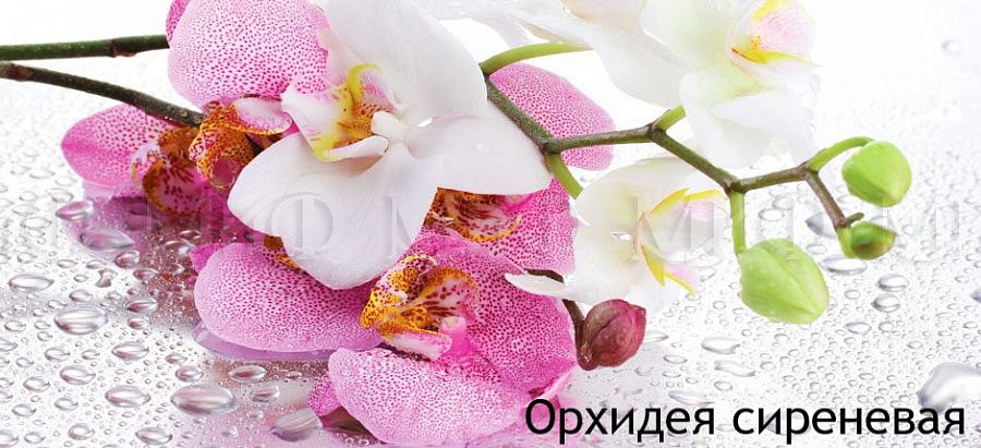 Стол кухонный овальный с фотопечатью